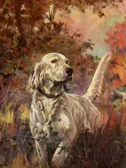Setter: English Setter in Field