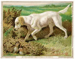 Discovers: ENGLISH SETTER AND NEST