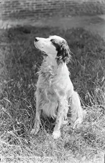 Wavy: English Setter Portrait