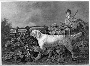 Reinagle: ENGLISH SETTER (REINAGLE