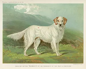 Setter: ENGLISH SETTER (SHAW)