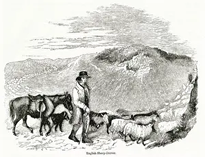 Ponies: English sheep drover at work