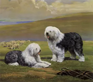 Imported: English Sheepdogs