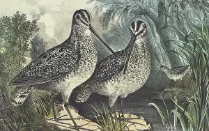 Currier: English Snipe