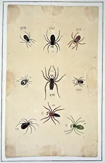 Albin: English spiders