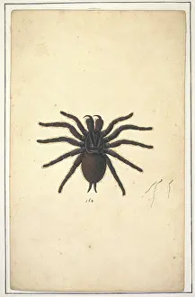 Albin: English spiders