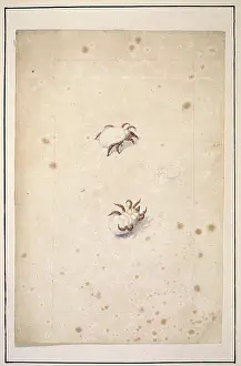 Albin: English spiders