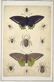 Albin: English spiders with butterflies