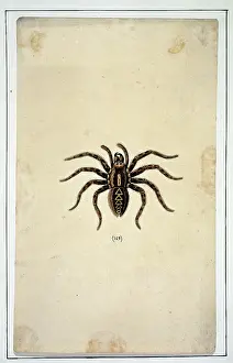 Eleazar: English spiders by Eleazar Albin