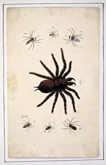 Eleazar: English spiders by Eleazar Albin