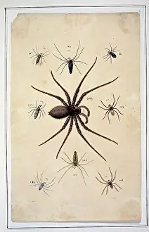 Albin: English spiders by Eleazar Albin