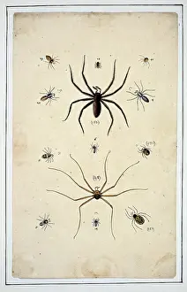 Albin: English spiders by Eleazar Albin