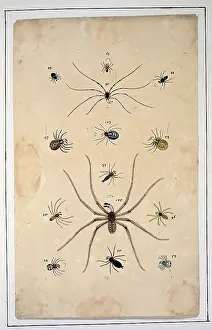 Albin: English spiders by Eleazar Albin