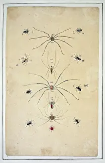 Albin: English spiders by Eleazar Albin