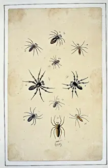 Albin: English spiders by Eleazar Albin