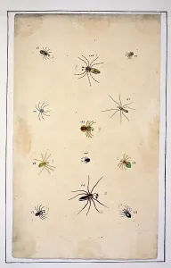 Albin: English spiders by Eleazar Albin