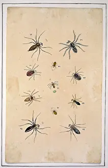 Albin: English spiders by Eleazar Albin