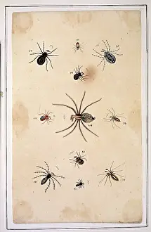 Albin: English spiders by Eleazar Albin