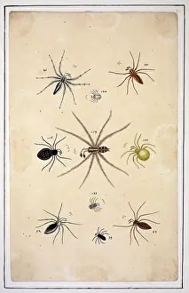 Albin: English spiders by Eleazar Albin