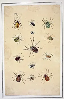 Albin: English spiders by Eleazar Albin
