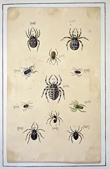 Albin: English spiders by Eleazar Albin