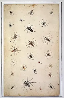 Albin: English spiders by Eleazar Albin
