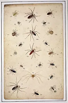 Albin: English spiders by Eleazar Albin