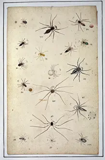 Albin: English spiders by Eleazar Albin