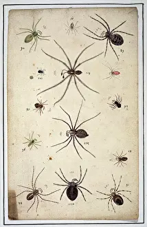 Albin: English spiders by Eleazar Albin