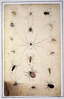 Albin: English spiders by Eleazar Albin