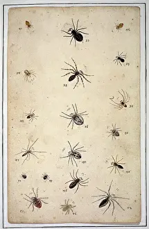 Albin: English spiders by Eleazar Albin