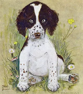 Muriel Dawson Collection: English Springer Spaniel by Muriel Dawson