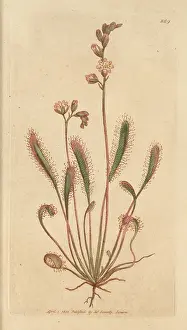 Drosera: English sundew, Drosera anglica
