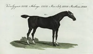 Courser: English thoroughbred flat racing horse