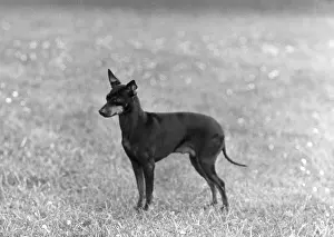 Wendy: English Toy Terrier - Fall