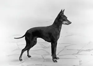 Belinda: English Toy Terrier - Fall
