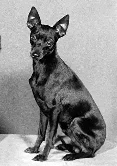 Lancer: English Toy Terrier - Fall