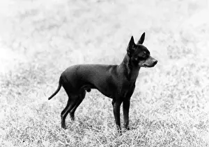 Domino: English Toy Terrier - Fall