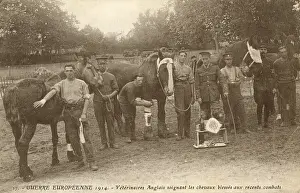 Vets: English vets on the Western Front