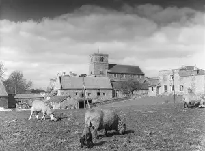 Boddington: ENGLISH VILLAGE FARM