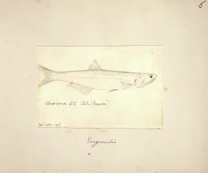 Ray Finned: Engraulis, anchovy