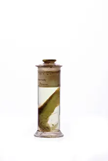 Galapagos: Engraulis ringens, Peruvian anchoveta