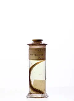 Galapagos: Engraulis ringens, Peruvian anchoveta