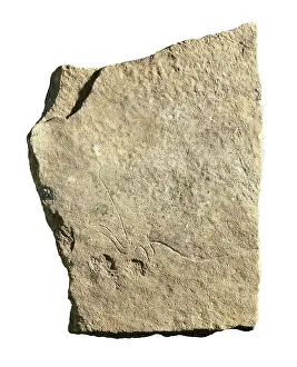 Comunitat: Engraved drawing of a bull. Upper Paleolithic