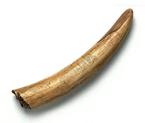 Elephantoidea: Engraved mammoth tusk