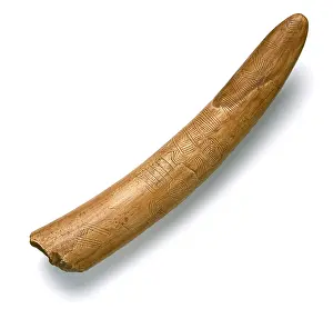 Artefact: Engraved mammoth tusk