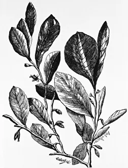 Pods: Engraving of Coca Plant, 1890