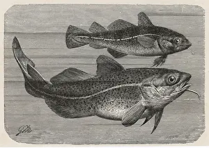 Gadus: ENGRAVING OF A COD/1895