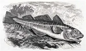 Gadus: ENGRAVING OF A COD