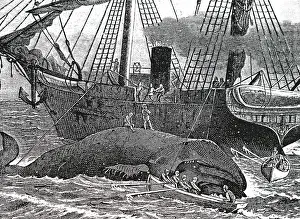 Whale: An engraving the cutting up of a whale